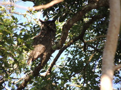 Bubo virginianus mayensis
