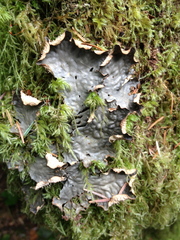 Peltigera neopolydactyla