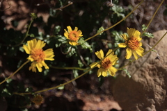 Encelia resinifera