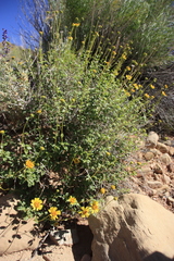 Encelia resinifera