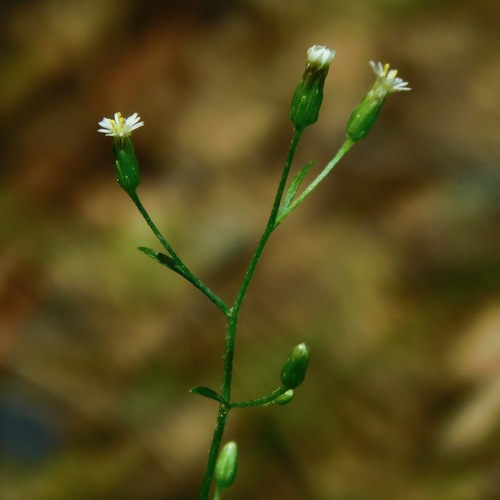 Canadian horseweed (Conyza canadensis)