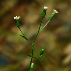 Erigeron canadensis