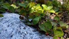 Gaultheria humifusa