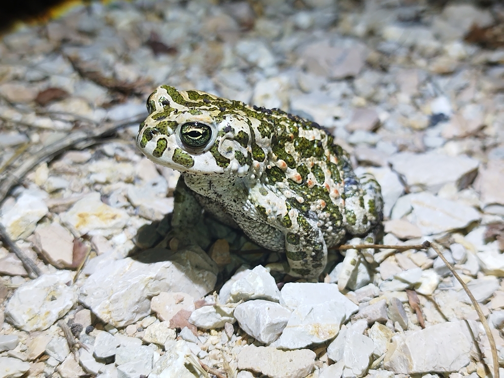 Bufotes balearicus