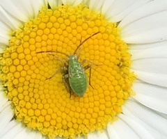 Adelphocoris lineolatus