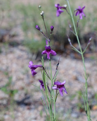 Penstemon thurberi, photograph 6