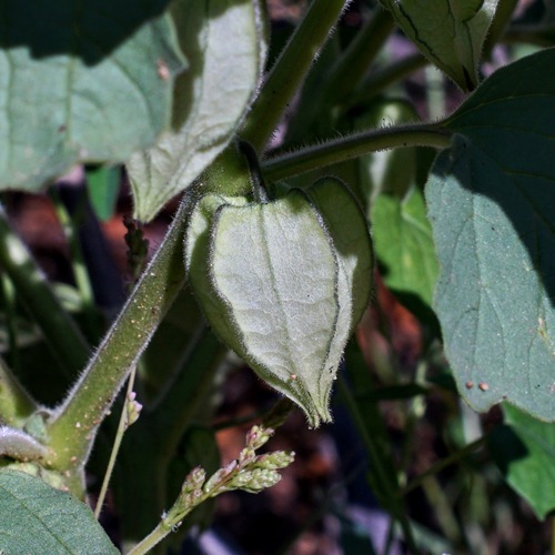 Image of Physalis neomexicana by (c) Andrew Tree, some rights reserved (CC BY)