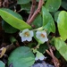 Alpine Wintergreen - Photo (c) oschilling, some rights reserved (CC BY-NC), uploaded by oschilling