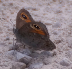 Lasiommata