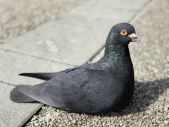 Columba livia