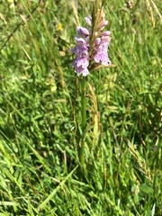 Dactylorhiza fuchsii
