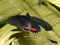 Parides erithalion cauca