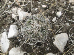 Coryphantha cornifera