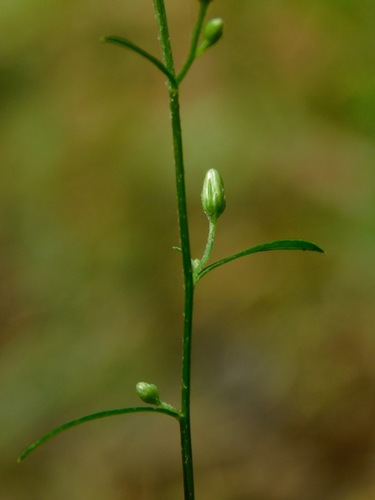 Erigeron canadensis