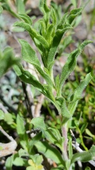 Ericameria suffruticosa