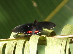 Parides erithalion cauca