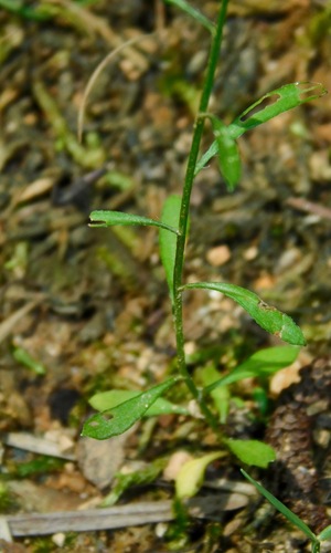 Erigeron canadensis