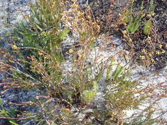 Stylapterus fruticulosus