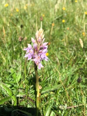 Dactylorhiza fuchsii