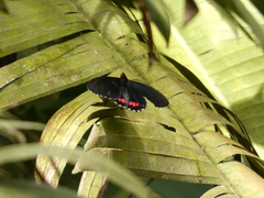 Parides erithalion cauca