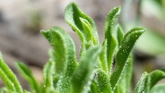 Ericameria suffruticosa