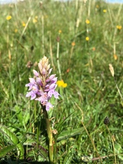 Dactylorhiza fuchsii