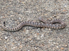 Crotalus stephensi