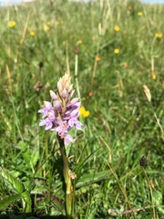 Dactylorhiza fuchsii