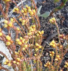 Stylapterus fruticulosus