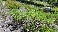 Ericameria suffruticosa