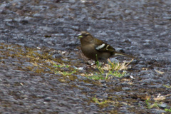 Fringilla coelebs moreletti