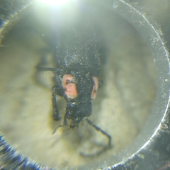 Discodon normale