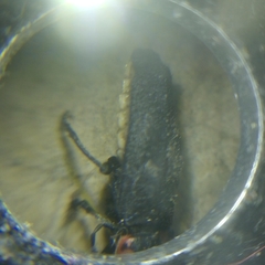 Discodon normale