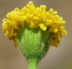 Chaenactis nevii