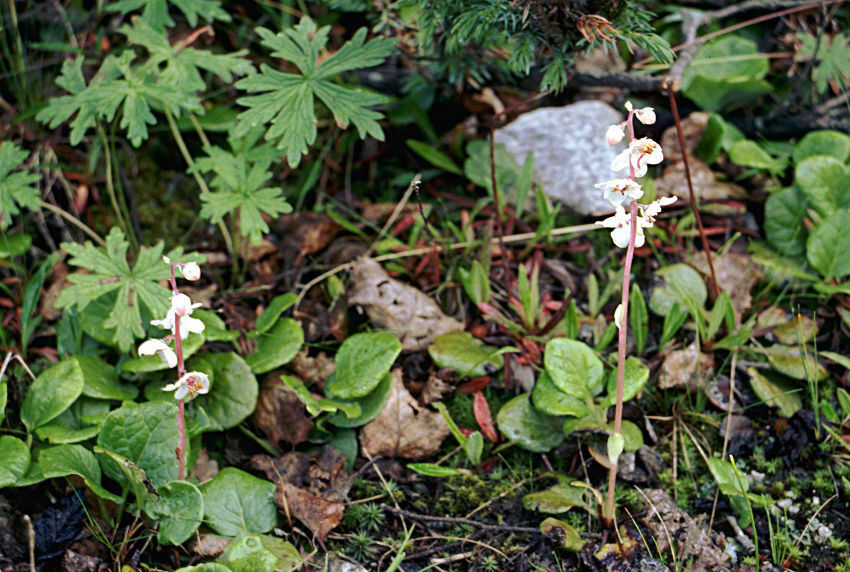 Pyrola karakoramica