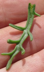Chaenactis nevii