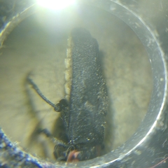Discodon normale