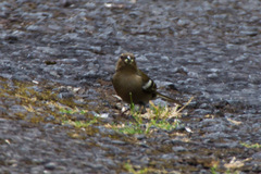 Fringilla coelebs moreletti