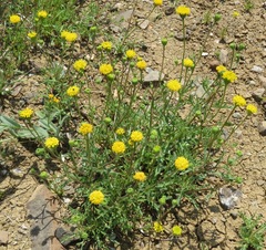 Chaenactis nevii