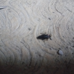 Discodon normale