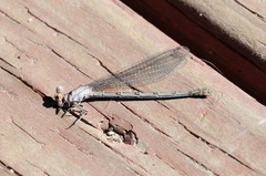 Argia vivida