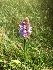 Dactylorhiza fuchsii
