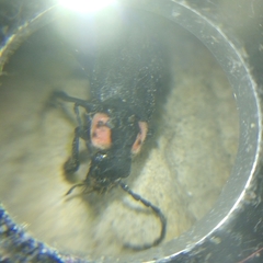 Discodon normale