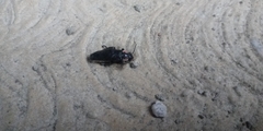 Discodon normale