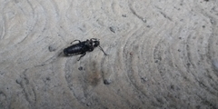 Discodon normale