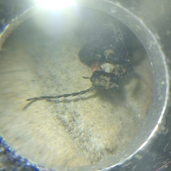Discodon normale