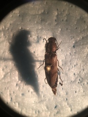 Diacanthous triundulatus