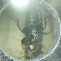 Discodon normale