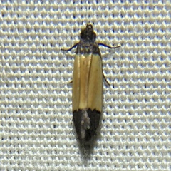 Anacampsis coverdalella