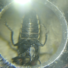 Discodon normale